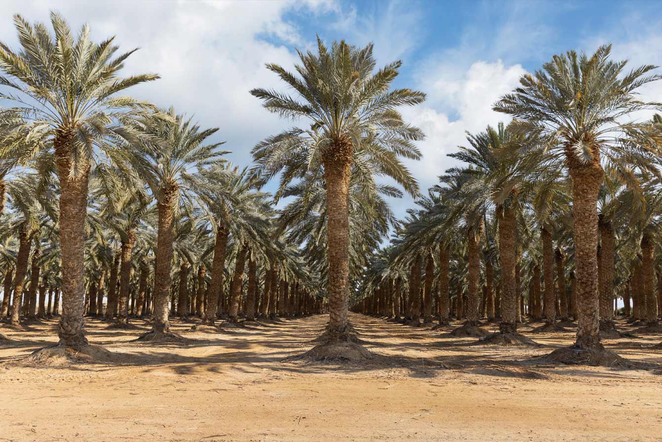 AL OSAILAH NURSERY
